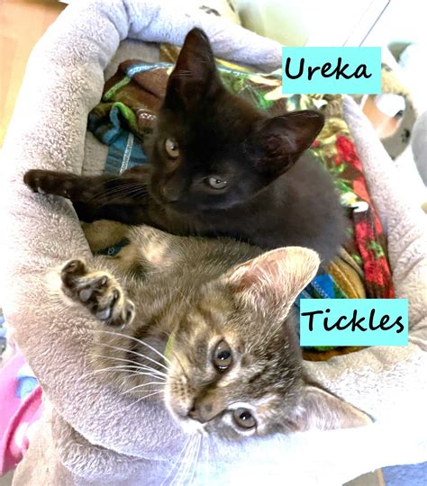 Kitten Ureka - Seal Beach Animal Care Center