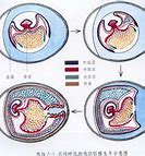 胚层 的图像结果