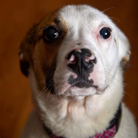 Top 999+ funny dog images – Amazing Collection funny dog images Full 4K