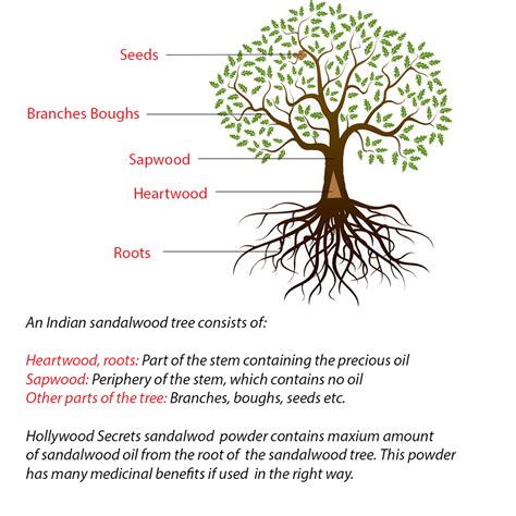 BUY Hollywood Secrets 100% Pure Sandalwood Powder 50gm