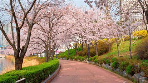 Top Places to See Cherry Blossoms in Seoul | Travelodge Hotels Asia