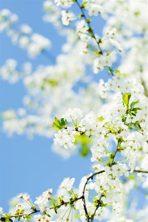 Spring Annotations Tutorial 的图像结果