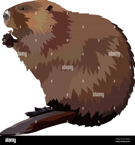 Hand drawn beaver realistic icon vector illustration Stock Vector Image ...