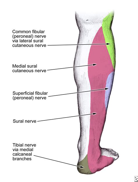 Knowing your Sciatic nerve anatomy to help your sciatica nerve pain.