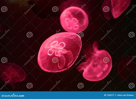 Pacific Moon Jellyfish (red) Stock Image - Image of moon, coelenterate ...