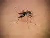 standing water and mosquito breeding: Latest News & Videos, Photos ...