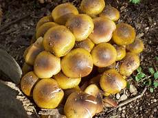 funghi chiodini come si cucinano funghi chiodini sott olio luciano pignataro wine food funghi chiodini come si cucinano funghi chiodini sott olio luciano pignataro wine food
