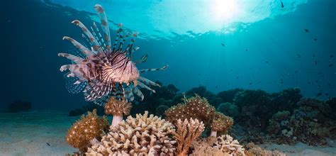 Image result for Fish Imafe for Python Code