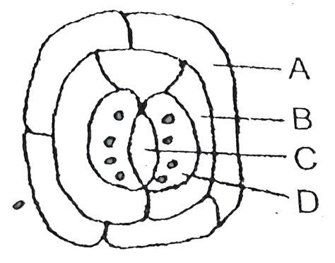 Given below is the diagram of a stomatal apparatus . In which of the ...