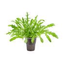 Buy Arugula Seeds Online | Grow Fresh Rocket Leaves at Home – Ugaoo