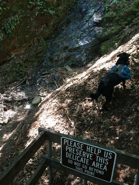 Uvas Canyon County Park Camping | Morgan Hill, CA