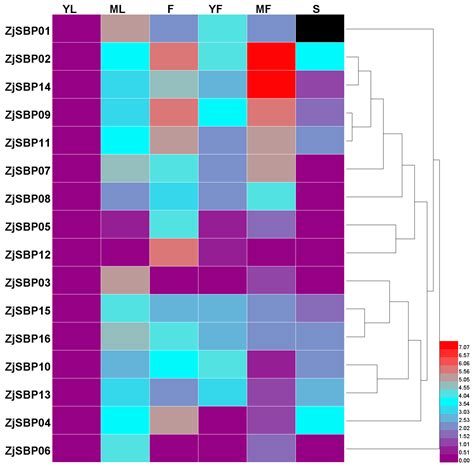 Genome-Wide Organization and Expression Profiling of the SBP-Box Gene ...