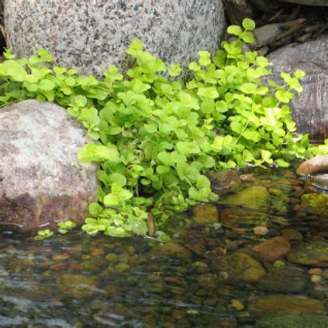 Creeping Jenny Pond Plant