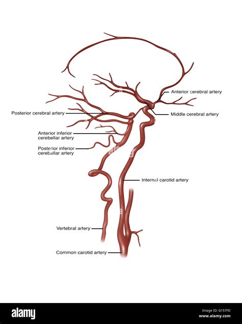 Illustration showing arteries in the head. Noted at right are anterior ...