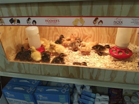 THEISEN'S HOME FARM AUTO OF BLACK RIVER FALLS - Black River Falls WI - Hours, Directions ...