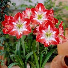 fiori bulbo enjoying your seasonal plants again vanderwees home garden fiori bulbo enjoying your seasonal plants again vanderwees home garden