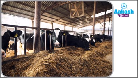 Dairy Farm Management: Types of Breeds & Common Diseases | AESL