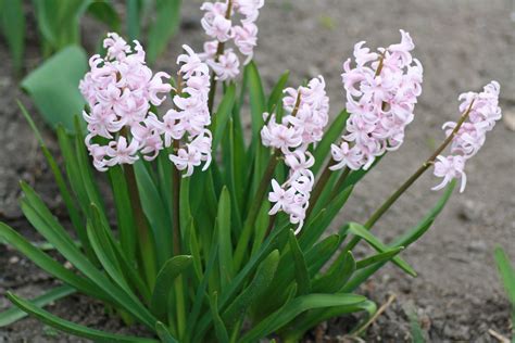 Hyacinthus orientalis