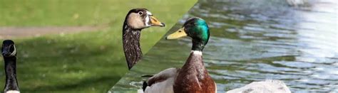 Python vs Goose 的图像结果