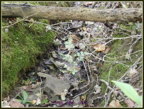 Image result for Natural Spring Development