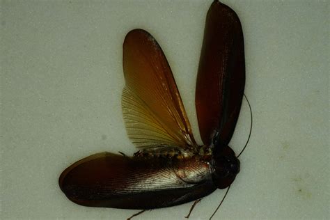 5 Largest Cockroaches in the World - A-Z Animals
