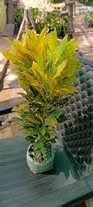 New Multicolour Croton Petra Live Plant Codium Includes Nursery Grower ...