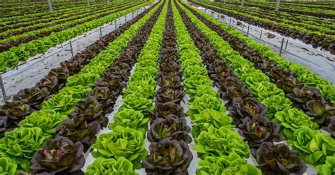 What Happens to Farm Goods Before You Eat Them 的图像结果