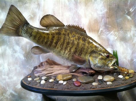 Smallmouth Bass Species Information Fisheries Fish