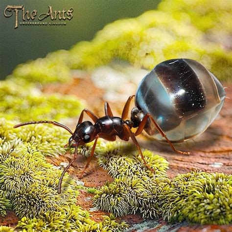 The wallpaper of Honey Pot Ant is finally here (May 1, 2025) - Events ...