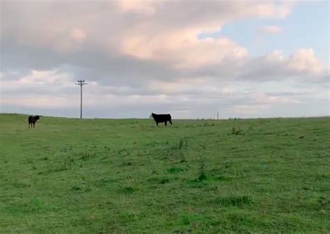 Watch: This Video Of 2 Cow Friends Reuniting Is Totally Moo-ving! - Culture