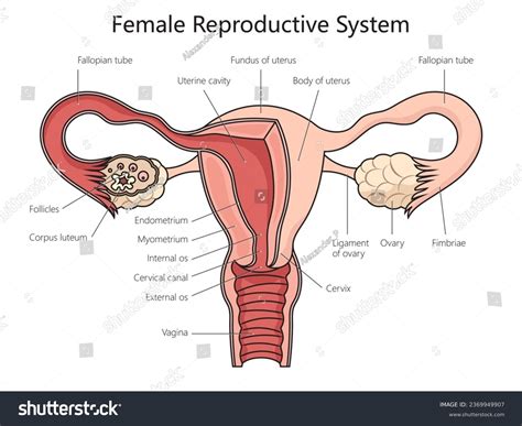 Image result for Female Reproductive System Main Organs