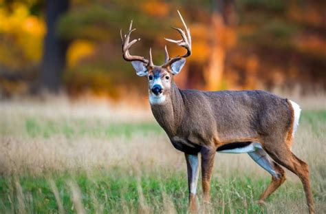 Virginia Deer Season 2025: VA Deer Hunting Guide [Dates, Rules, Bags ...