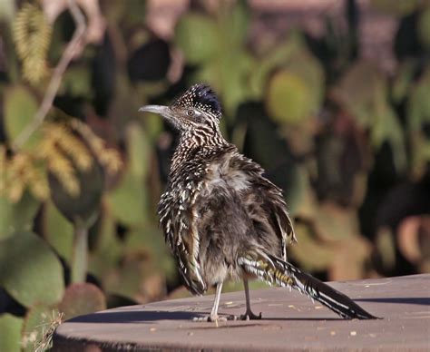 Habitat Do Roadrunner Pictures And Information On Greater Roadrunner