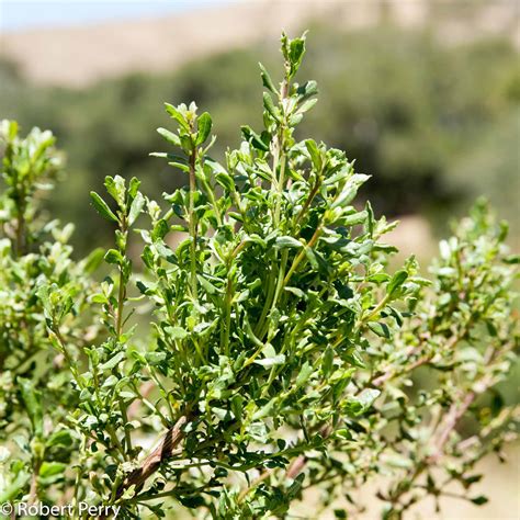 Coyote brush - Waterwise Garden Planner