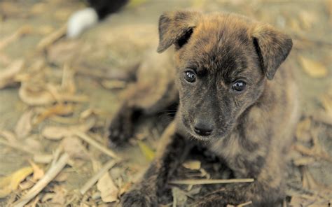 Cute doggi - Photo #16785 - Free 3D Models | Free stock photos ...