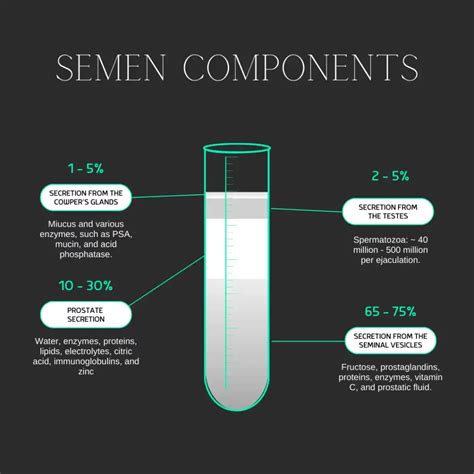 Discover The 4 Primary Components of Sperm