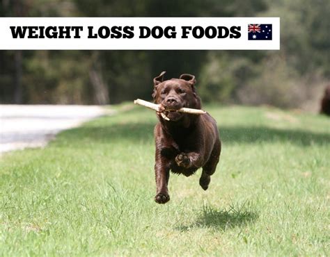 Best weight loss dog foods