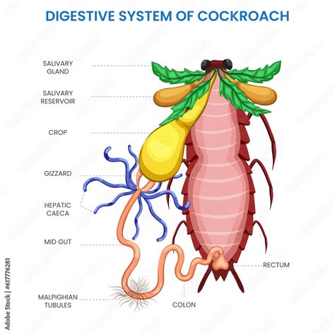 The digestive system of a cockroach comprises specialized structures like foregut, midgut, and ...