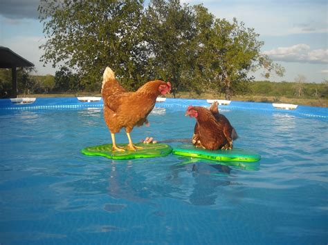 Will Chickens Swim In A Kiddie Pool at Xavier Brill blog