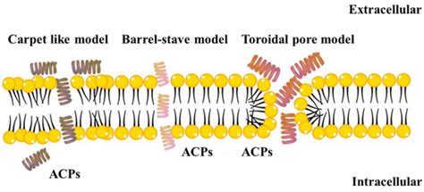 Anti-Cancer Peptides: Status and Future Prospects