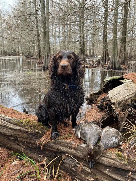 Boykin Spaniel Puppies For Sale In Arkansas