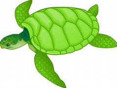 Image result for Free Turtle Clip Art Images