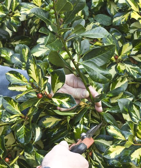 How and when to prune holly bushes for the best results | Gardeningetc