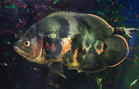 Do Oscar Fish Eat Snails 的图像结果