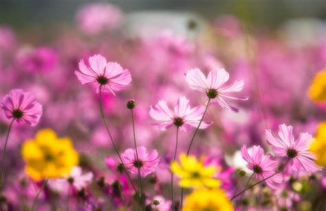 Image result for Pink Exploding Box