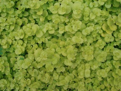 Buy Garden Store | Ground cover, Creeping jenny, Buy garden