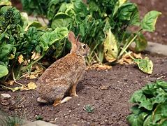 Image result for Rabbit in Garden