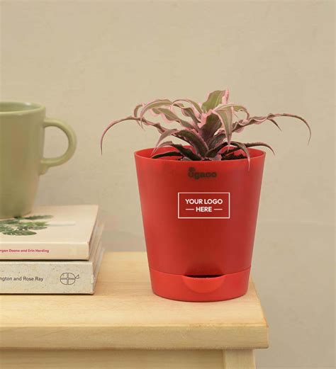 Earth Star Plant - Pink Gift Hamper – Ugaoo