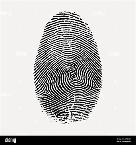 Plain Whorl Fingerprint