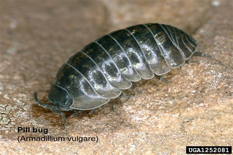 Pill Bugs In Bathtub at Robert Hambright blog